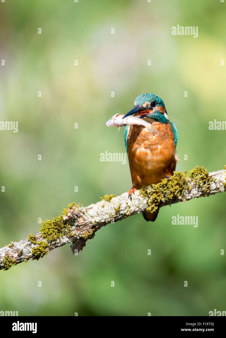 KIngfisher (Alcedo atthis) appollaia con un pesce pescato fotografia scattata in naturale habitat fluviale nel Regno Unito. Foto Stock