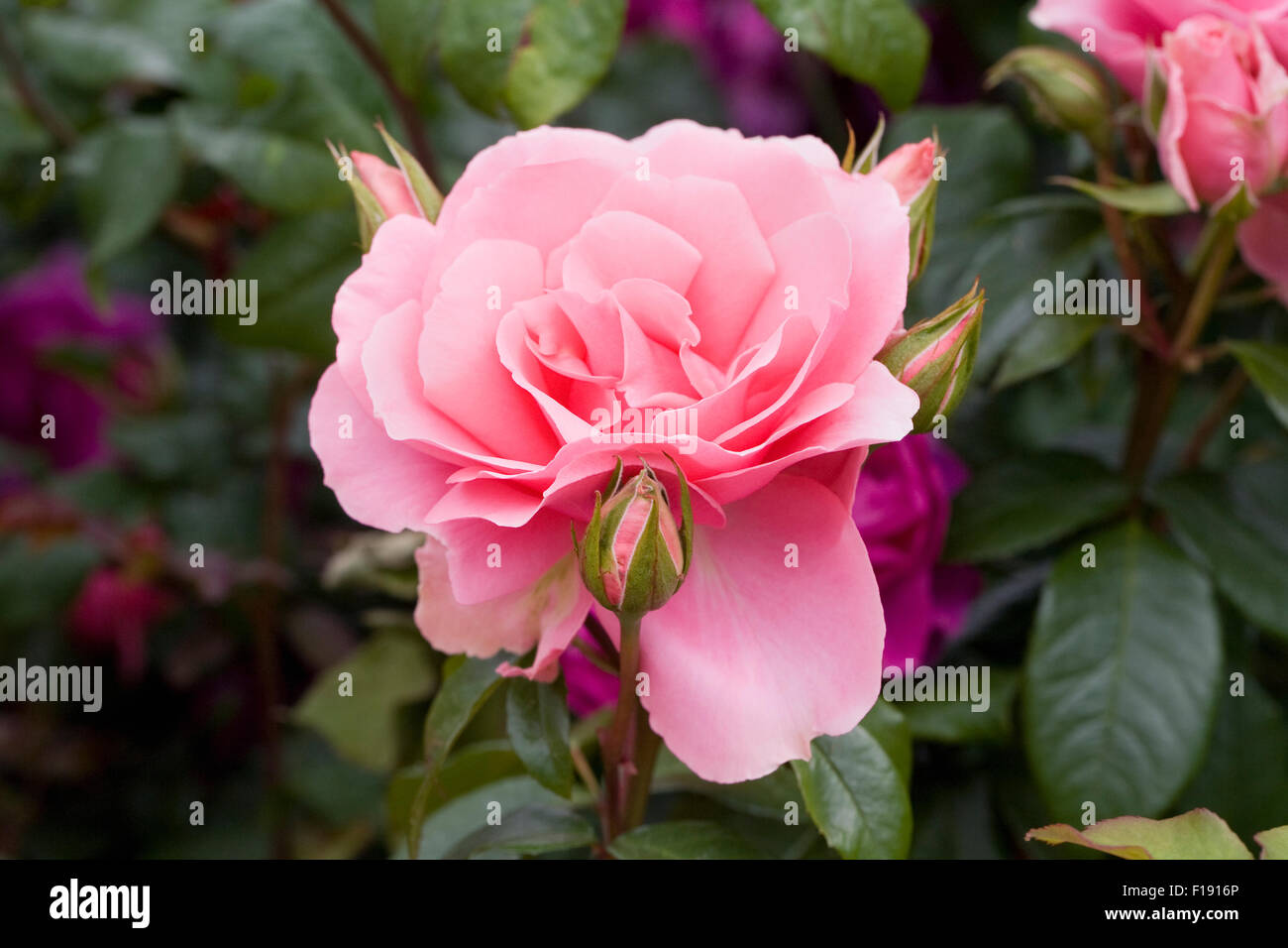 Rosa sei bellissima 'Fryacy' Foto stock - Alamy