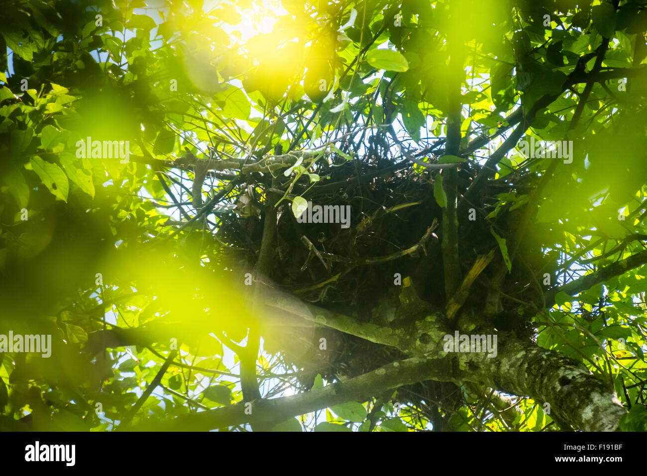 Il nido di Orangutan nel Parco Nazionale di Kutai, Kalimantan orientale, Indonesia. Foto Stock
