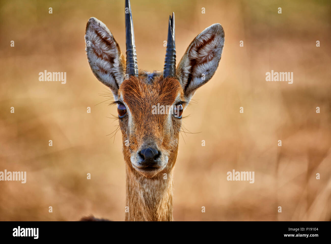 Close up di un, Oribi Ourebia ourebi, Murchison Falls National Park, Uganda, Africa Foto Stock