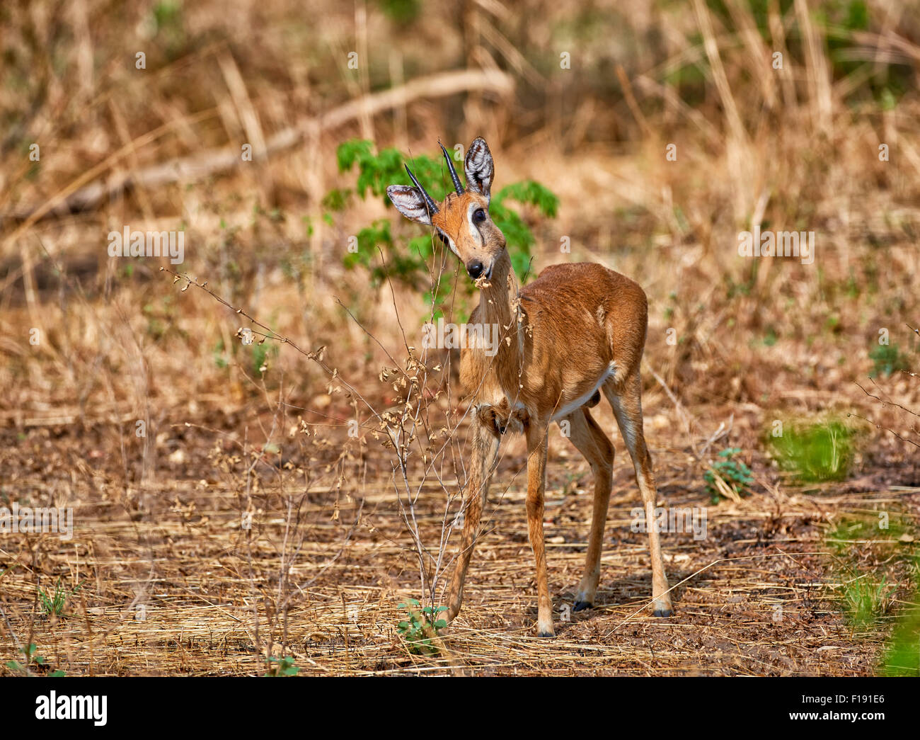 , Oribi Ourebia ourebi, Murchison Falls National Park, Uganda, Africa Foto Stock