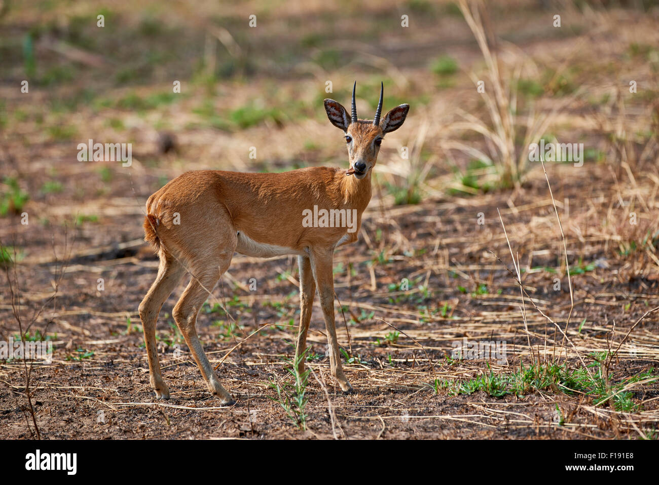 , Oribi Ourebia ourebi, Murchison Falls National Park, Uganda, Africa Foto Stock