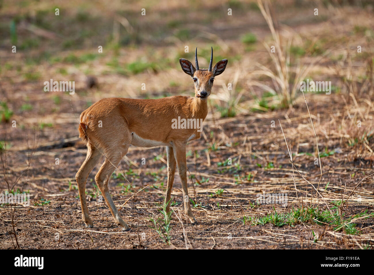 , Oribi Ourebia ourebi, Murchison Falls National Park, Uganda, Africa Foto Stock