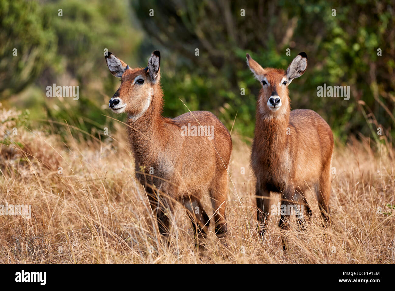 Waterbuck femmina, Kobus ellipsiprymnus, Queen Elizabeth National Park, Uganda, Africa Foto Stock