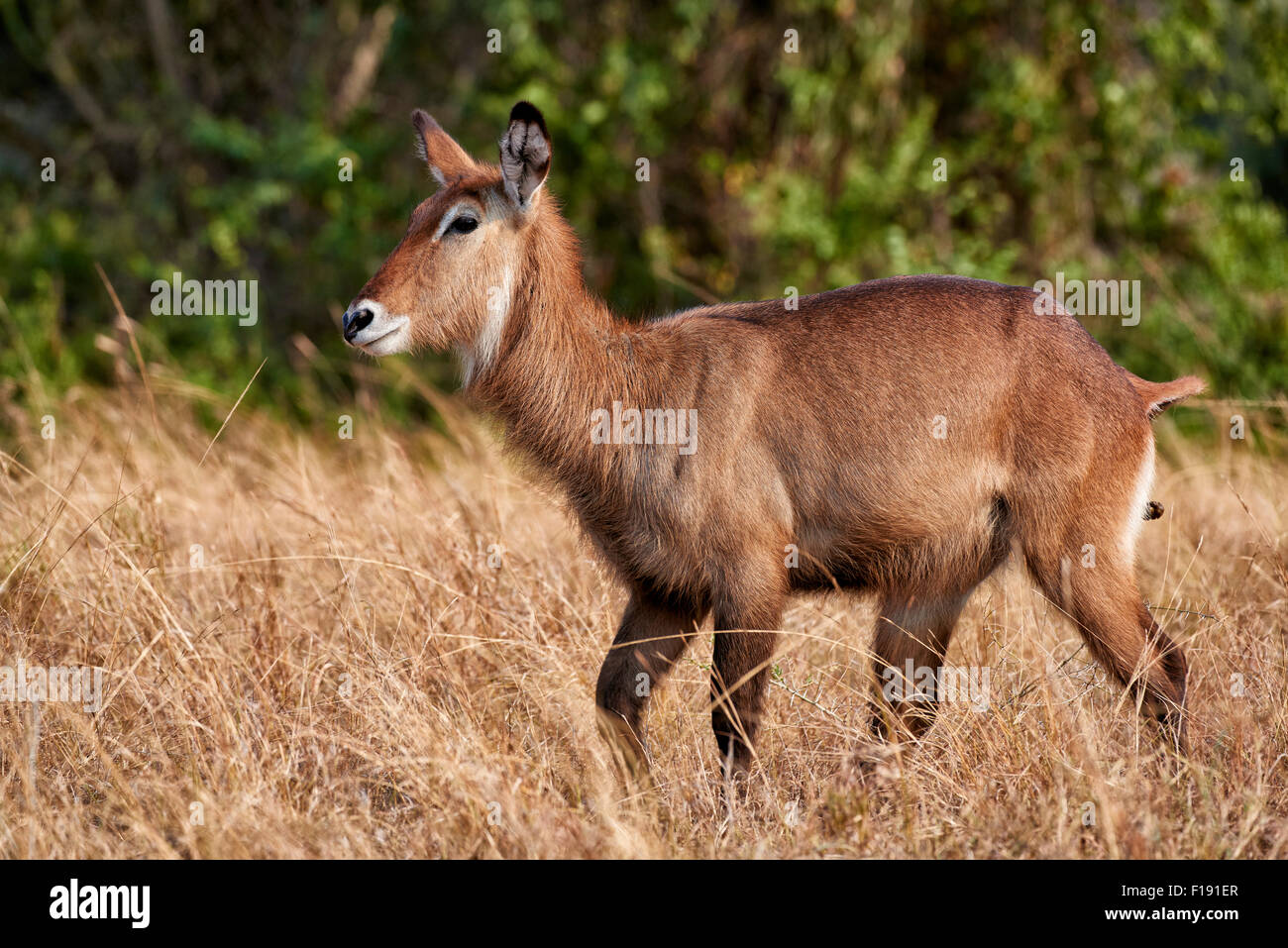 Waterbuck femmina, Kobus ellipsiprymnus, Queen Elizabeth National Park, Uganda, Africa Foto Stock