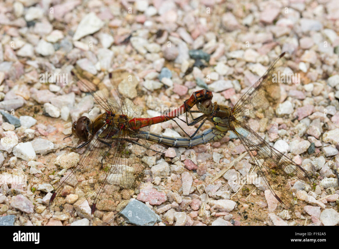 Maschio rosso e blu-verde femmina darters comune, Sympetrum striolatum, in una coniugata ruota Foto Stock