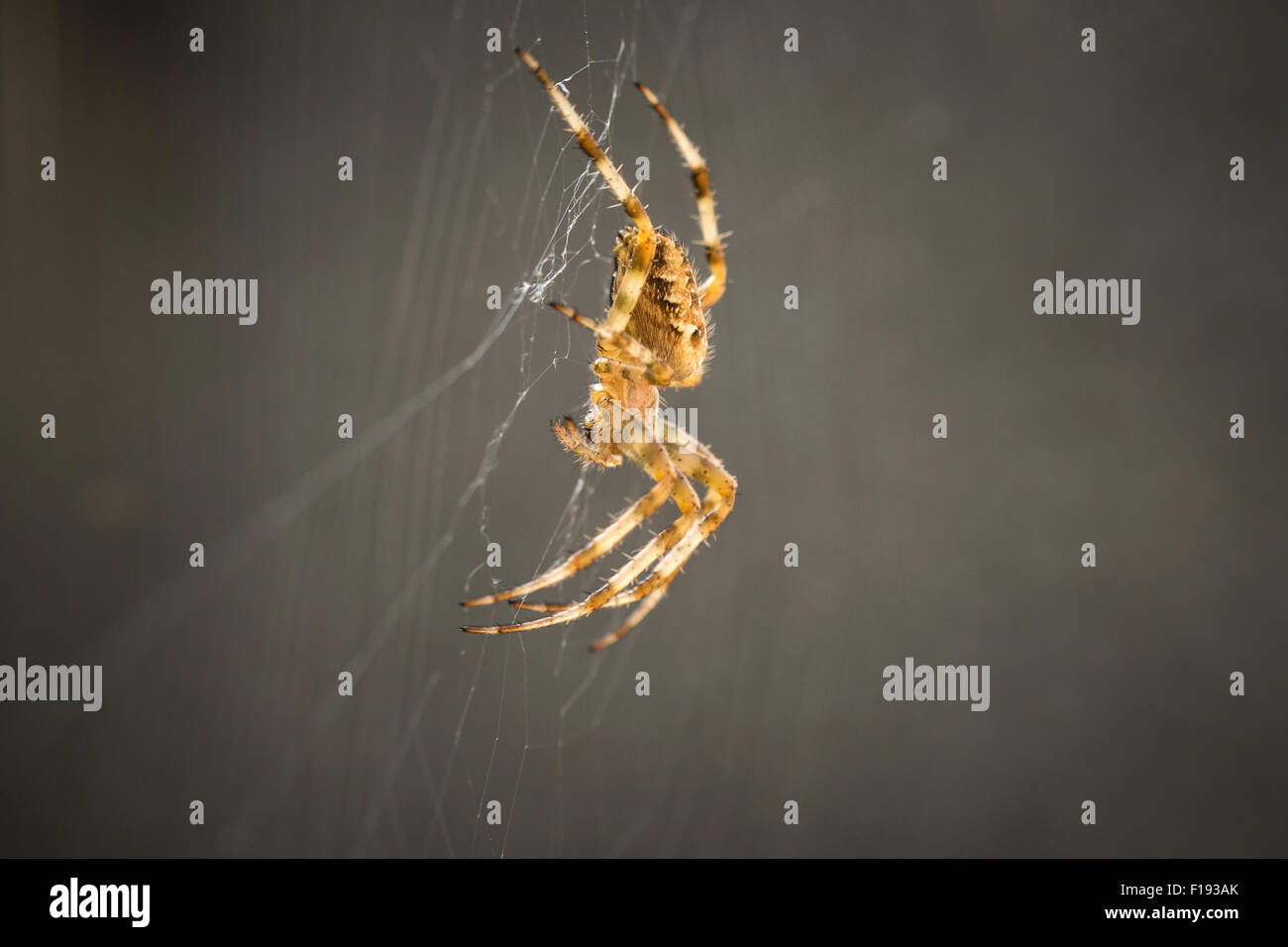 Croce Spider attende una preda nel mezzo di una ragnatela Foto Stock
