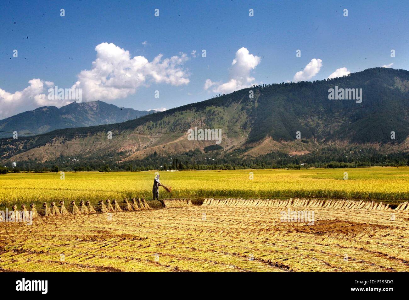 Srinagar, Indiano-controllato del Kashmir. Il 30 agosto, 2015. Un agricoltore del Kashmir funziona in un campo di risone al villaggio Dewar in Lolab area del distretto di Kupwara, circa 115 km a nord di Srinagar, capitale estiva di Indiano-Kashmir controllato, il 30 agosto 2015. Paddy stagione di raccolto ha iniziato in indiano-Kashmir controllata. Il riso è l'alimento base della valle del Kashmir. Credito: Javed Dar/Xinhua/Alamy Live News Foto Stock