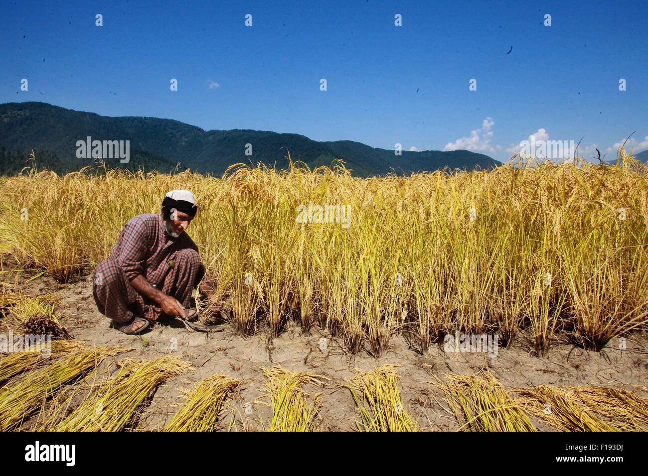 Srinagar, Indiano-controllato del Kashmir. Il 30 agosto, 2015. Un agricoltore del Kashmir miete paddy in un campo al villaggio Dewar in Lolab area del distretto di Kupwara, circa 115 km a nord di Srinagar, capitale estiva di Indiano-Kashmir controllato, il 30 agosto 2015. Paddy stagione di raccolto ha iniziato in indiano-Kashmir controllata. Il riso è l'alimento base della valle del Kashmir. Credito: Javed Dar/Xinhua/Alamy Live News Foto Stock