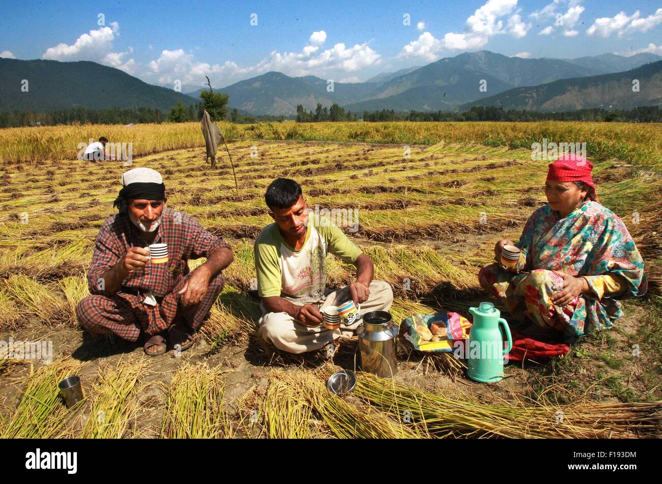 Srinagar, Indiano-controllato del Kashmir. Il 30 agosto, 2015. Gli agricoltori del Kashmir prendere un tea break durante la mietitura di risone al villaggio Dewar in Lolab area del distretto di Kupwara, circa 115 km a nord di Srinagar, capitale estiva di Indiano-Kashmir controllato, il 30 agosto 2015. Paddy stagione di raccolto ha iniziato in indiano-Kashmir controllata. Il riso è l'alimento base della valle del Kashmir. Credito: Javed Dar/Xinhua/Alamy Live News Foto Stock