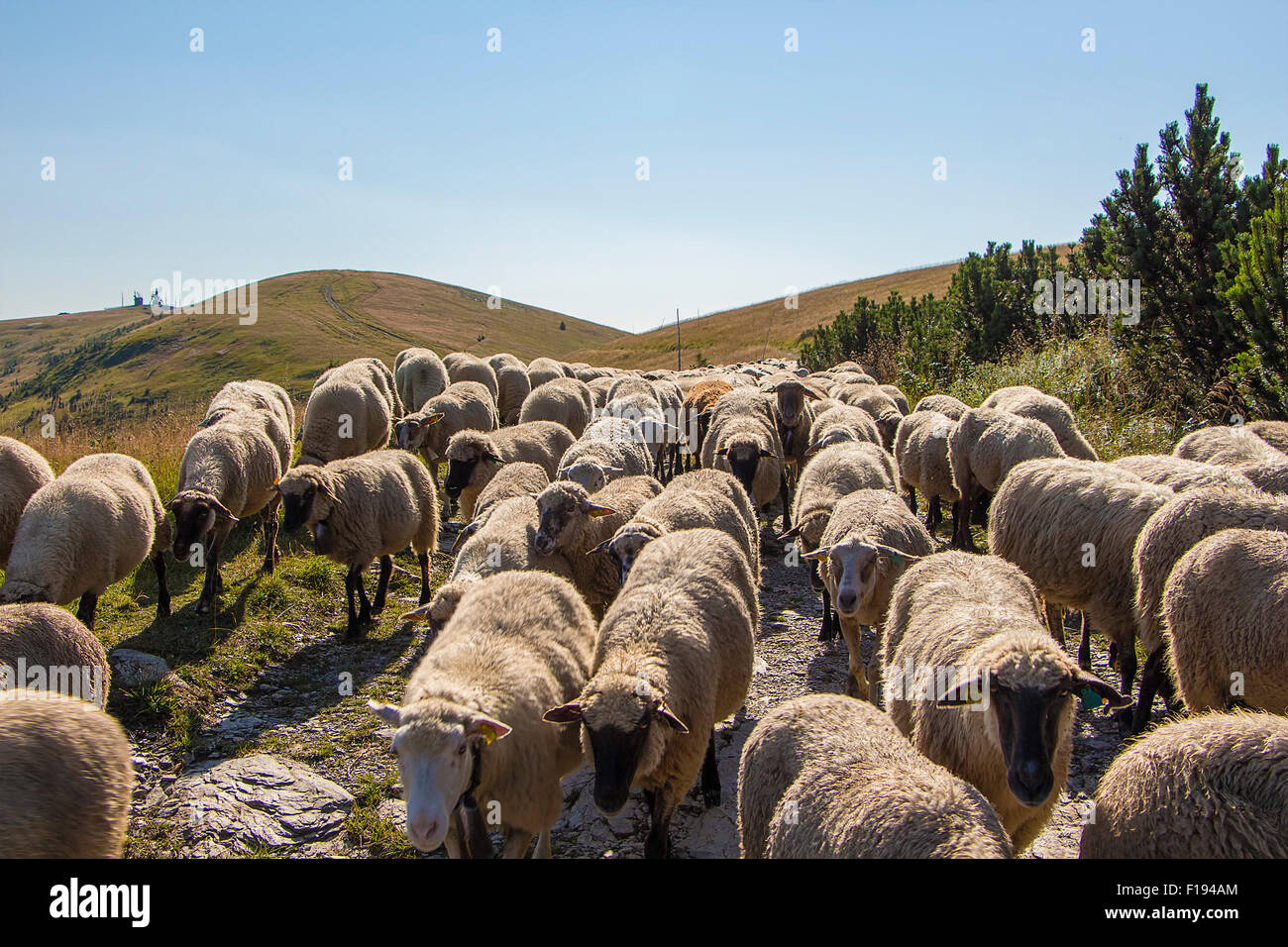 Grande allevamento di pecore in alta montagna a pascolo in serata sun. Foto Stock