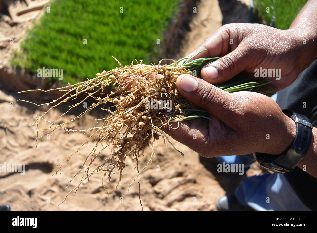 Radici di leguminose contenenti azoto che fissa i batteri su Rooibos (rosso bush) piantine di tè Foto Stock