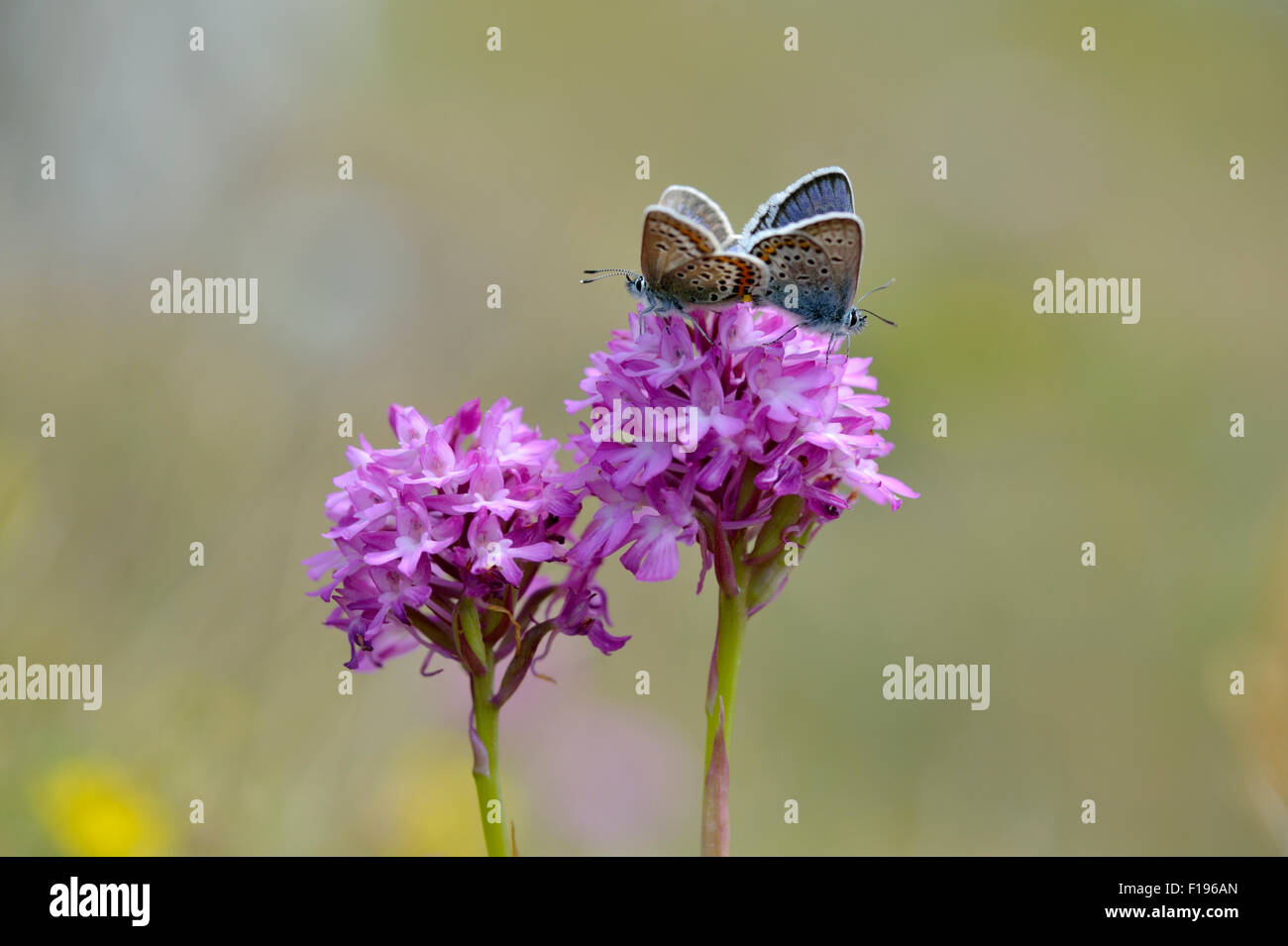 Argento-blu chiodati butterfly (Plebejus argus) - REGNO UNITO Foto Stock