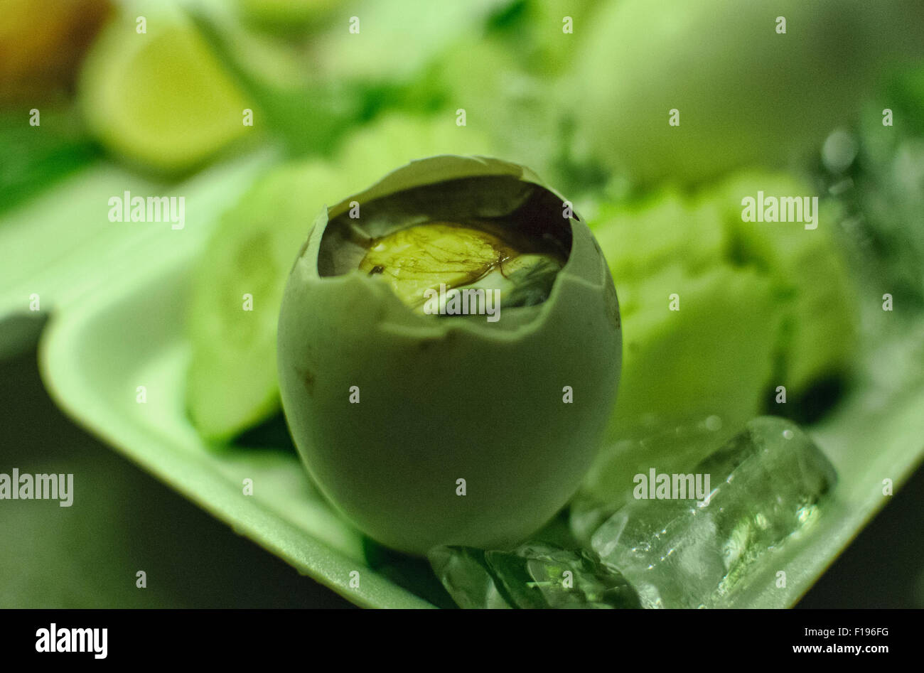 Uovo anatroccolo, uovo fecondato Foto Stock