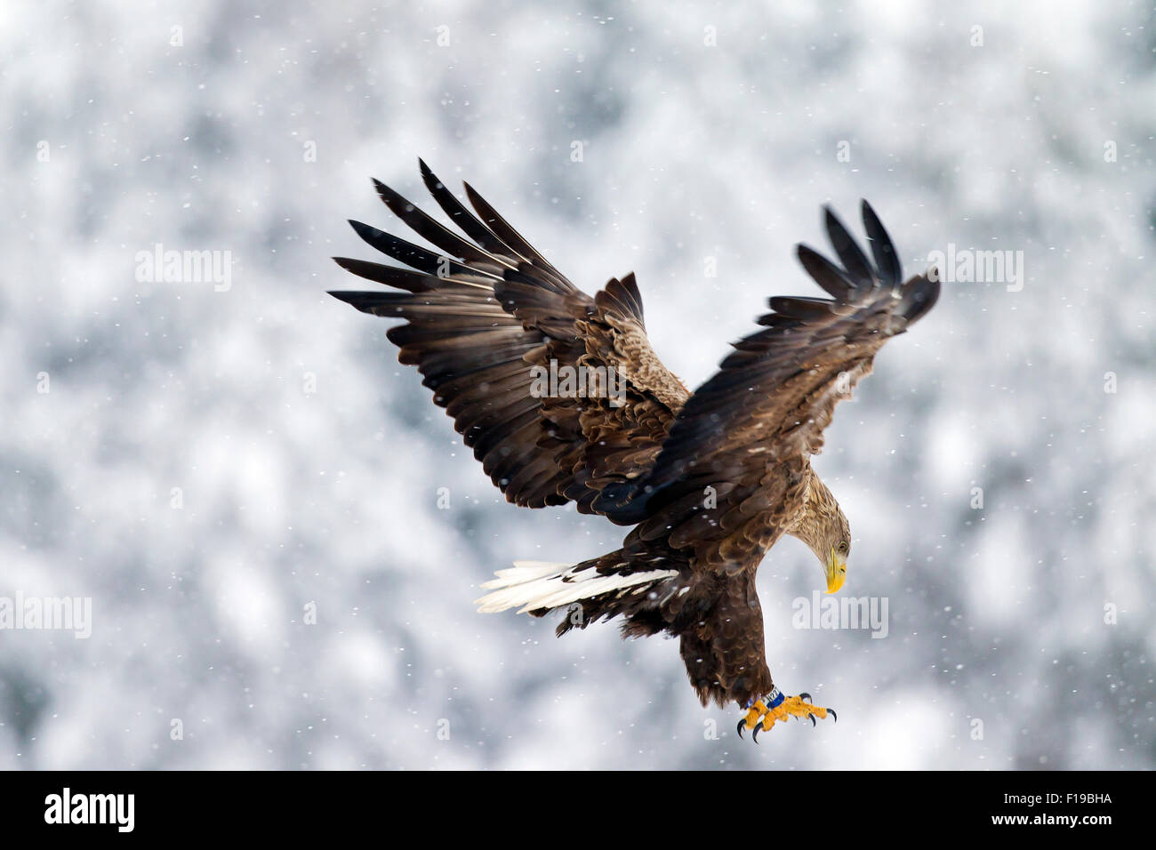 White-tailed Eagle / Sea Eagle / Erne (Haliaeetus albicilla) in atterraggio con ali aperte nella neve in inverno Foto Stock
