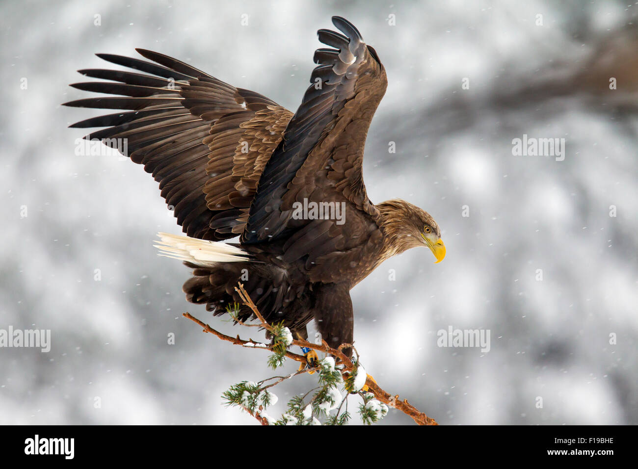 White-tailed Eagle / Sea Eagle / Erne (Haliaeetus albicilla) lo sbarco nella struttura ad albero di abete rosso nella neve in inverno Foto Stock