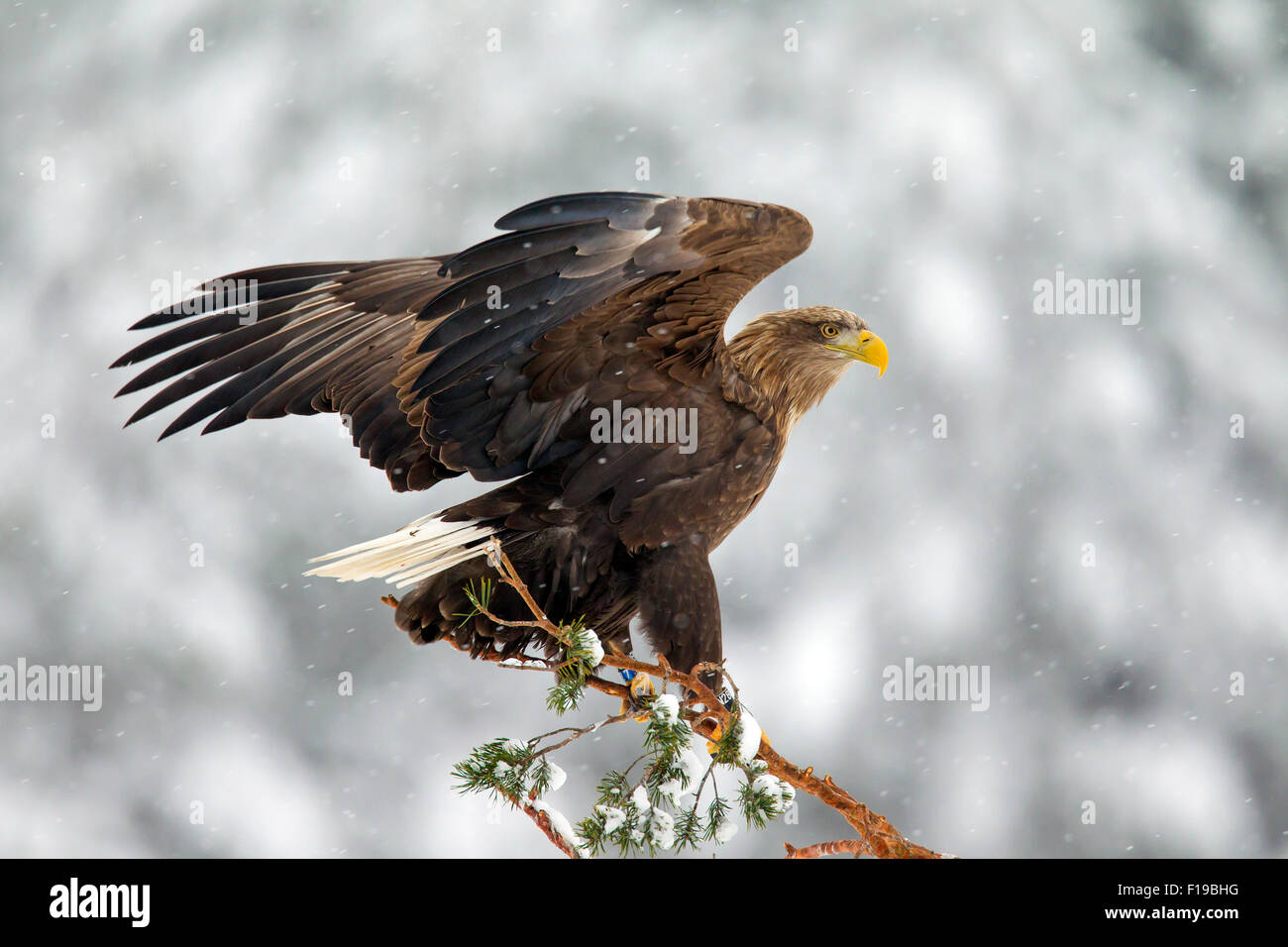 White-tailed Eagle / Sea Eagle / Erne (Haliaeetus albicilla) lo sbarco nella struttura ad albero di abete rosso nella neve in inverno Foto Stock