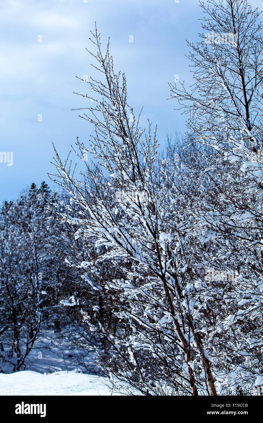 Coperte di neve alberi in inverno Foto Stock