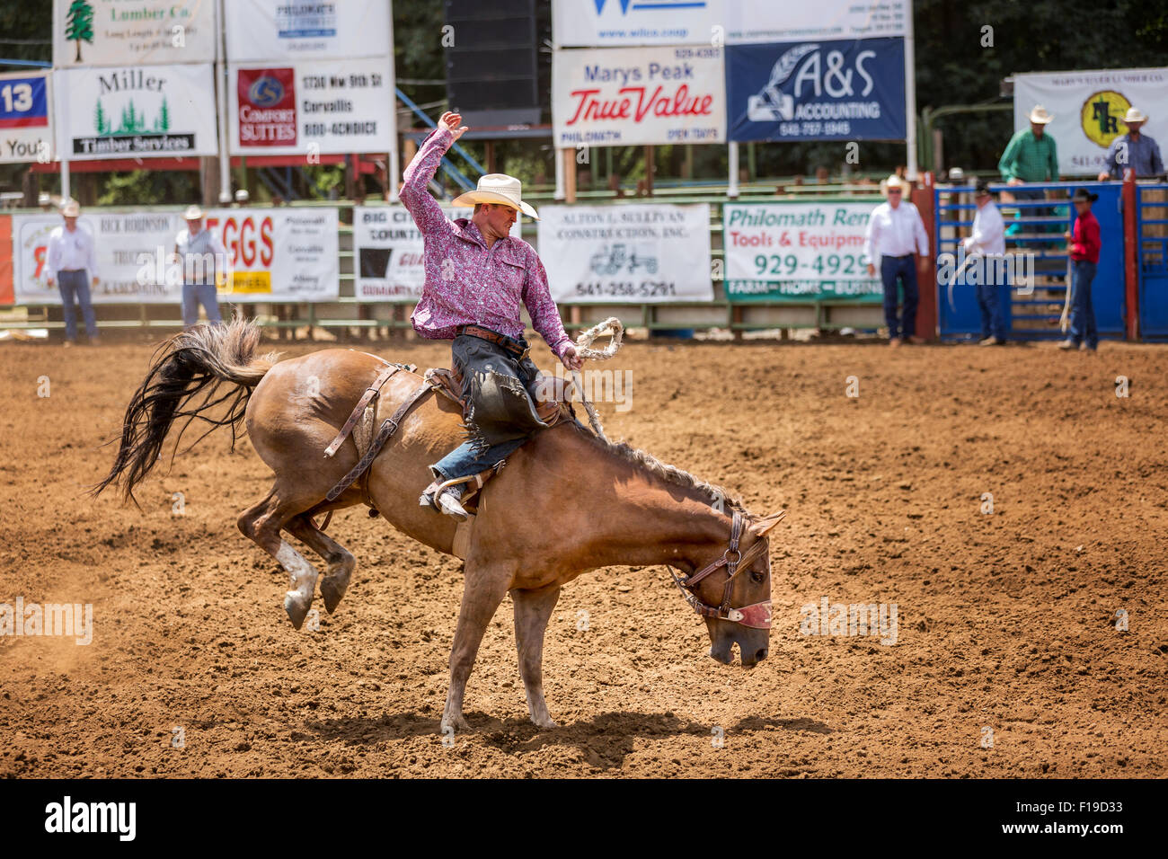 Bareback bronc concorrenza, Philomath Rodeo, Oregon, Stati Uniti d'America Foto Stock