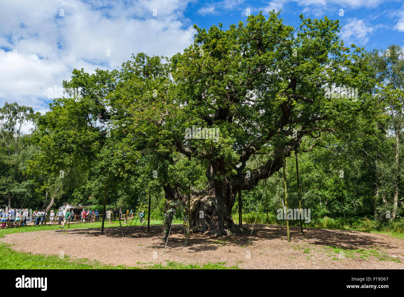 La famosa quercia Major, Foresta di Sherwood Country Park, vicino Edwinstowe Nottinghamshire, England, Regno Unito Foto Stock