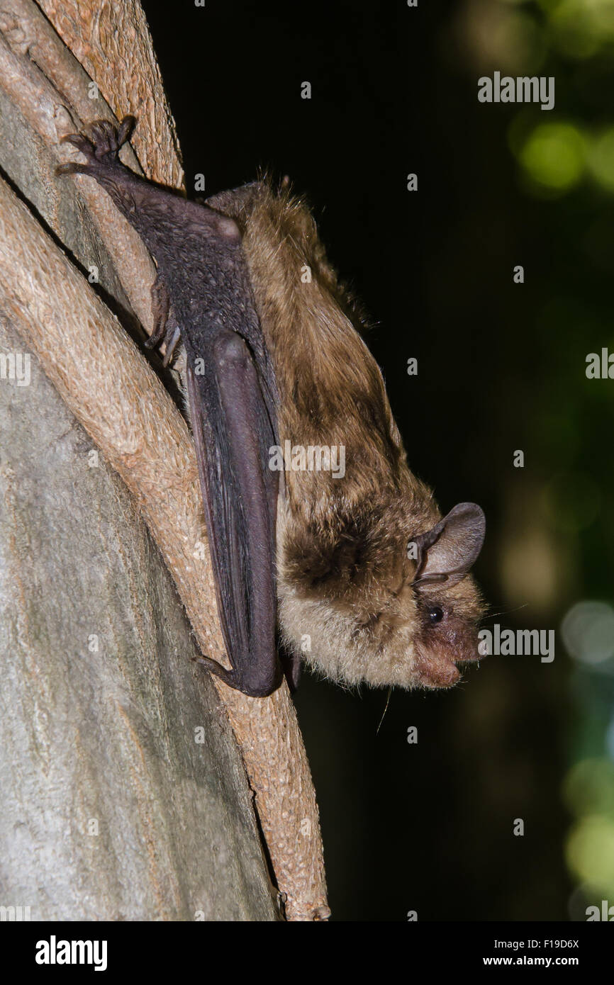 Grande pipistrello marrone Foto Stock