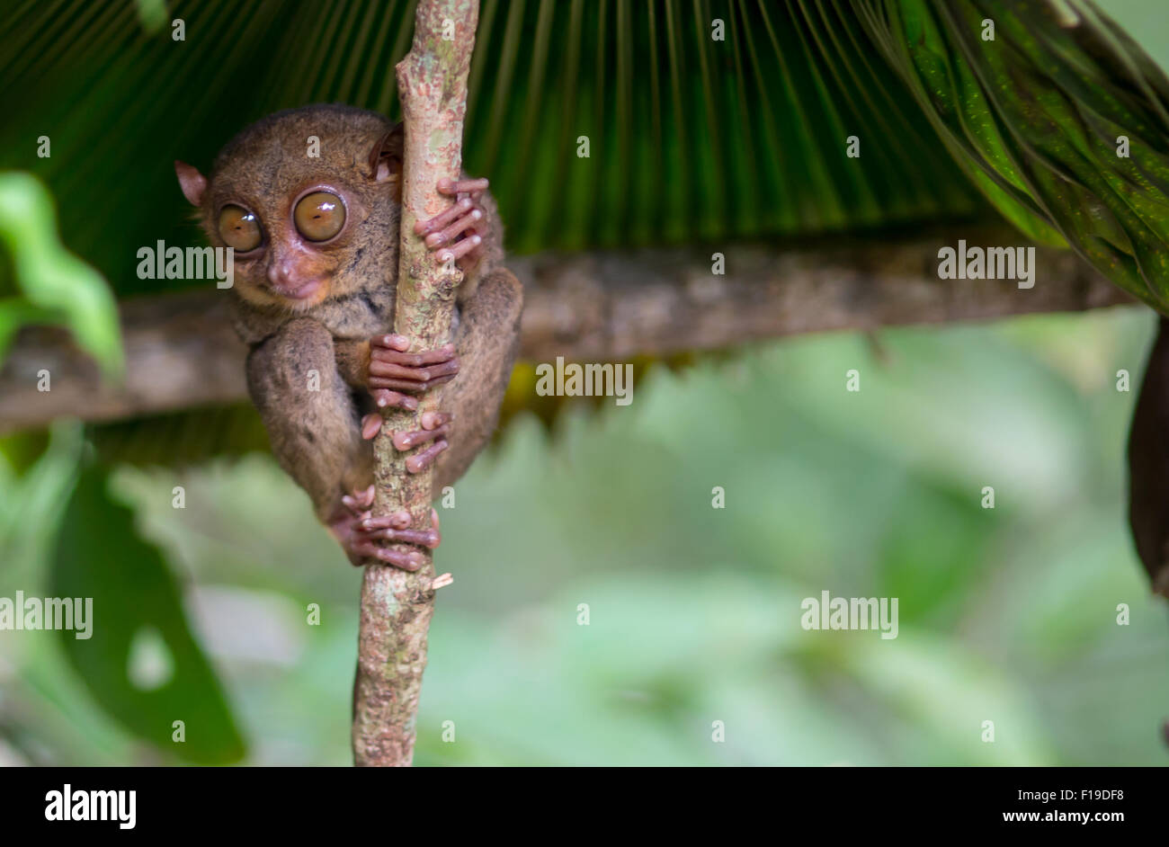 Sorridente carino tarsier seduto su un albero, isola di Bohol, Filippine Foto Stock