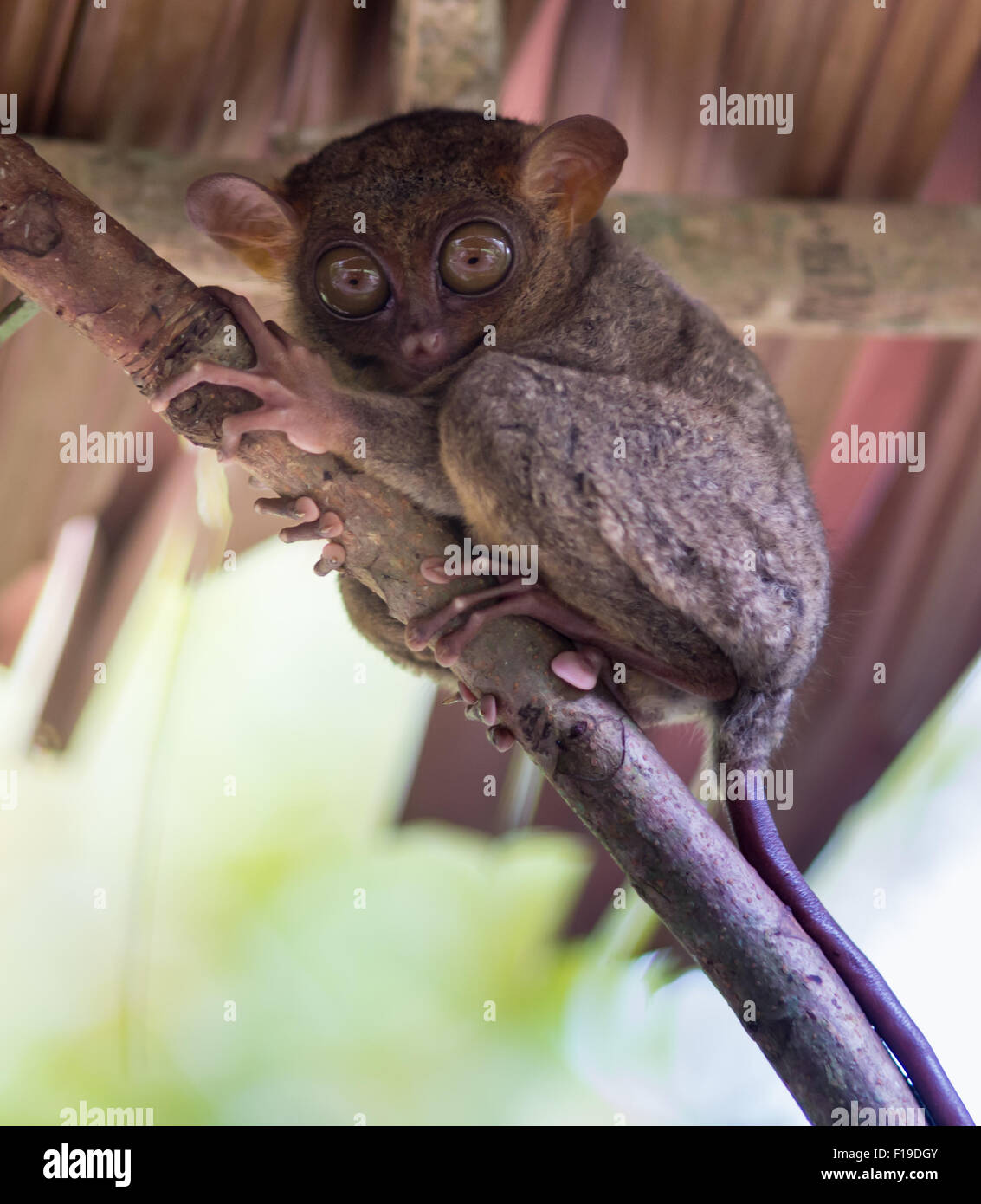 Sorridente carino tarsier seduto su un albero, isola di Bohol, Filippine Foto Stock