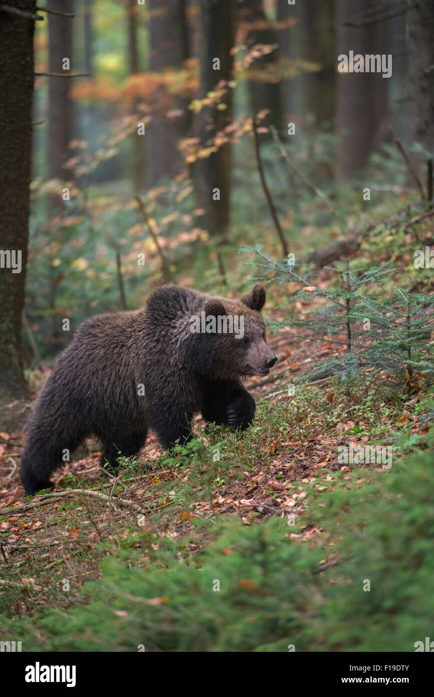 Ursus arctos / orso bruno / Europaeischer Braunbaer a piedi attraverso un autunnale di bosco misto Foto Stock