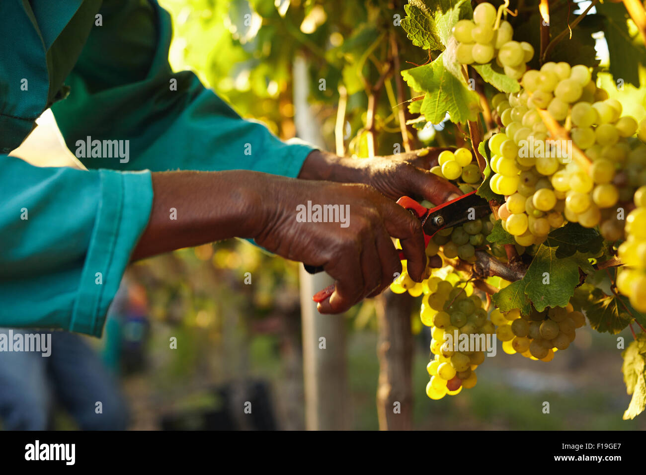 Harvester mani taglio uva verde su un vigneto. Agricoltore il prelievo di uve durante la raccolta. Foto Stock