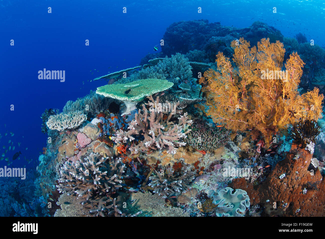 Px0297-D. sano Coral Reef, con una varietà di coralli duri e coralli molli e spugne. Indonesia, tropicale oceano Pacifico. Foto Foto Stock