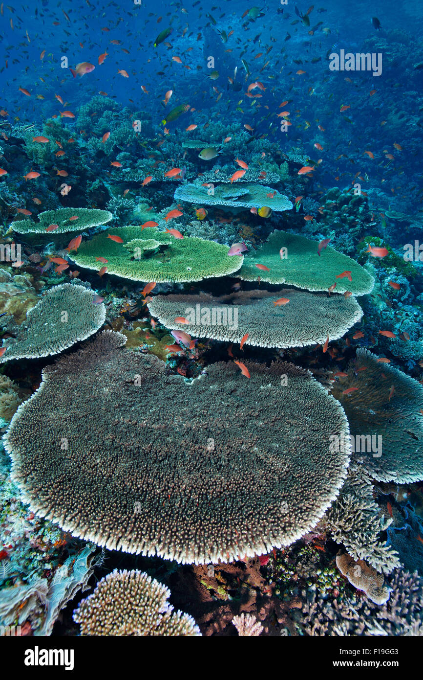 PX0425-D. salutare piatto coralli sulla barriera corallina in remoto. Indonesia, Indo-pacifico tropicale oceano. Foto Copyright © Brandon Cole. Tutti i diritti Foto Stock