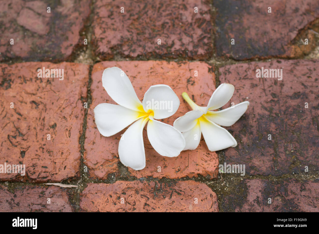 Bella bianco fiori di frangipani sul pavimento di mattoni Foto Stock