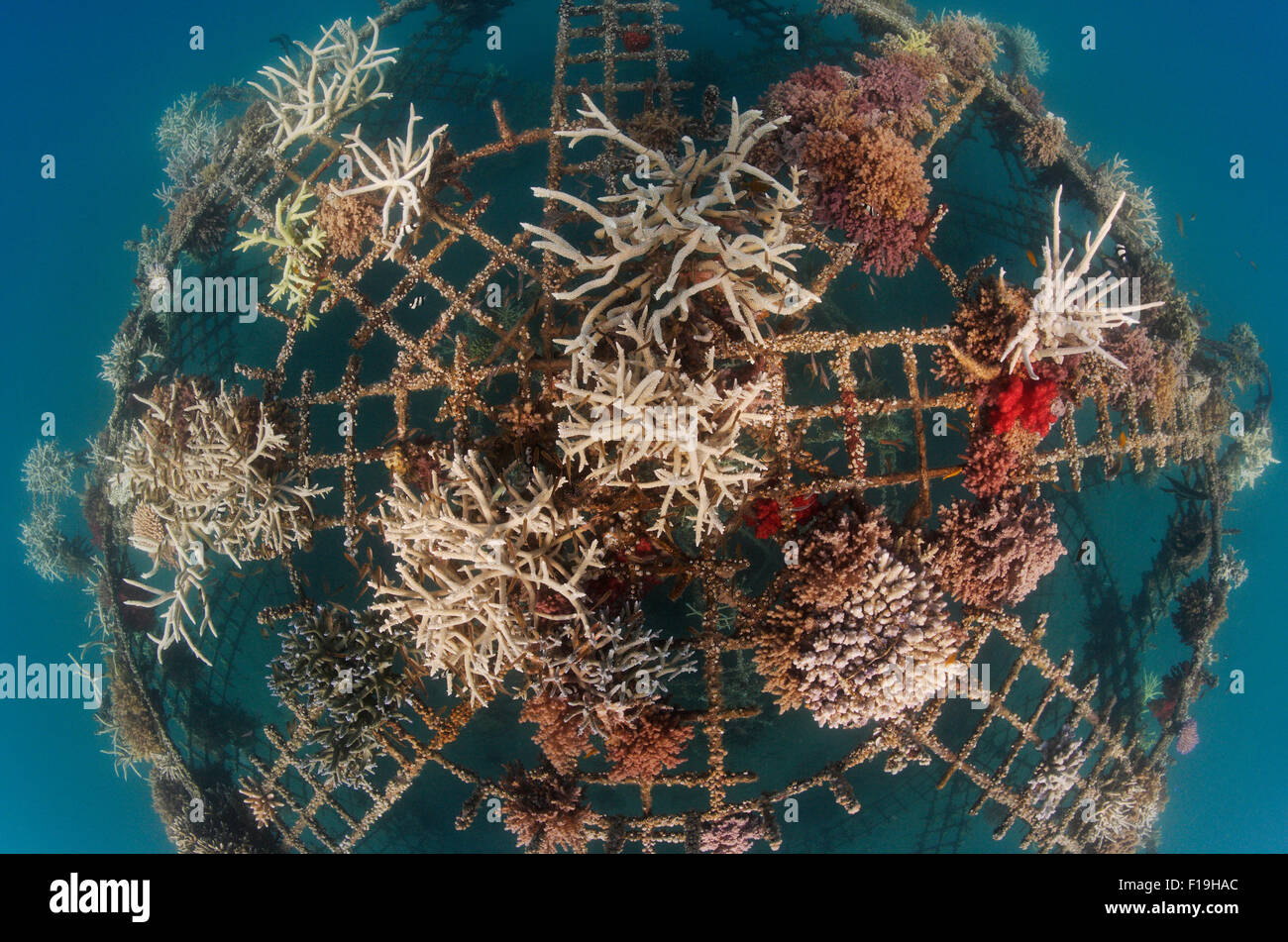 Px1275-D. Un reef artificiale in Permuteran Bay sull'isola di Bali in Indonesia. L'uomo fatto di metallo roccia Bio(tm) 'reef' struct Foto Stock