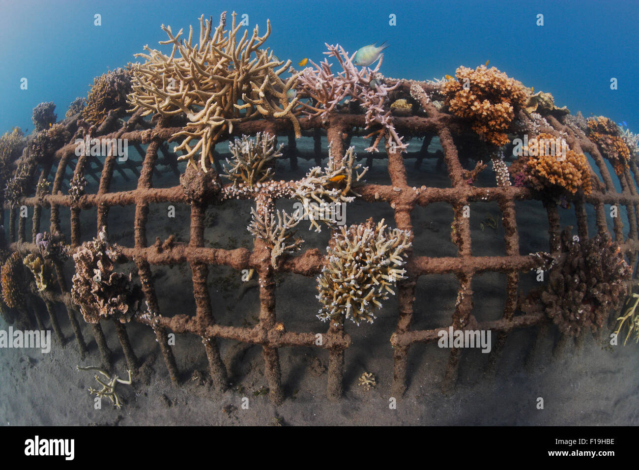 Px1311-D. Un reef artificiale in Permuteran Bay sull'isola di Bali in Indonesia. L'uomo fatto di metallo roccia Bio(tm) 'reef' struc Foto Stock