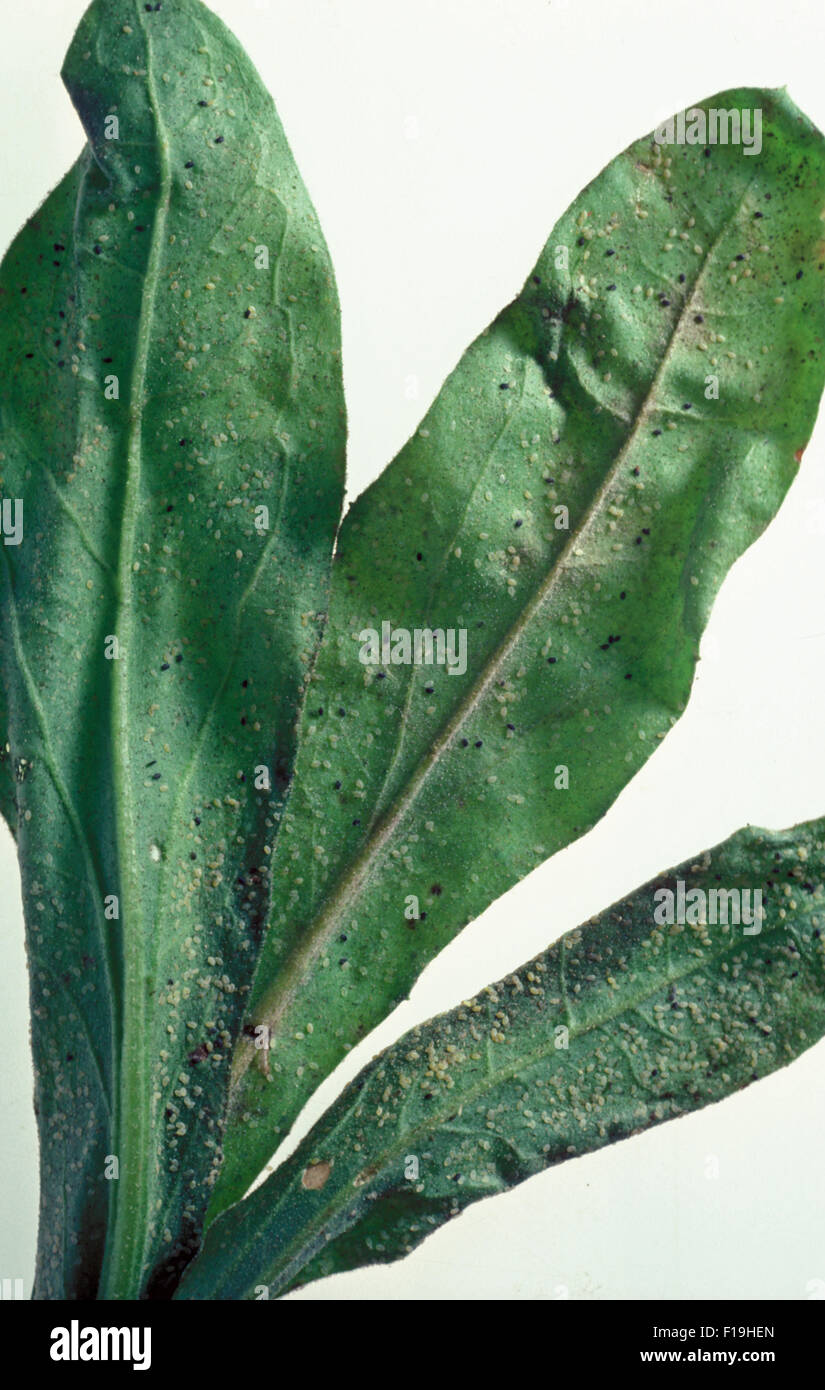 Mosche bianche (ORDINE HEMIPTERA, famiglia ALEYRODIDAE) Foto Stock