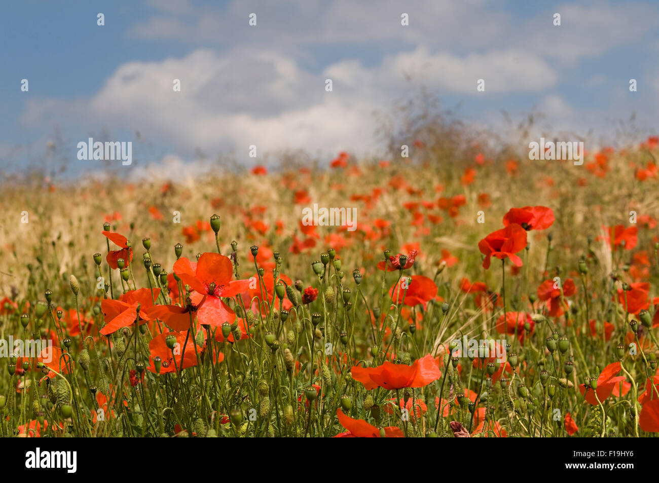 Il mais papavero (Papaver rhoeas) nel campo di orzo (Hordeum vulgare) Foto Stock