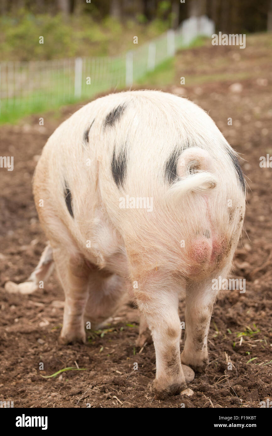 Vista posteriore del Gloucestershire suino con un riccio di coda del cane al maso di montagna nel Garofano, Washington, Stati Uniti d'America Foto Stock