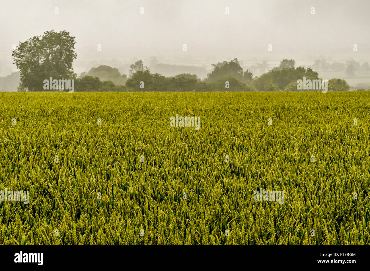 Campi verdi del concetto dell'Inghilterra. Giorno di pioggia-sodden scuro e di broody appeso sopra un raccolto di grano immaturo. Per la sicurezza alimentare / cibo in crescita, visione cupa. Foto Stock