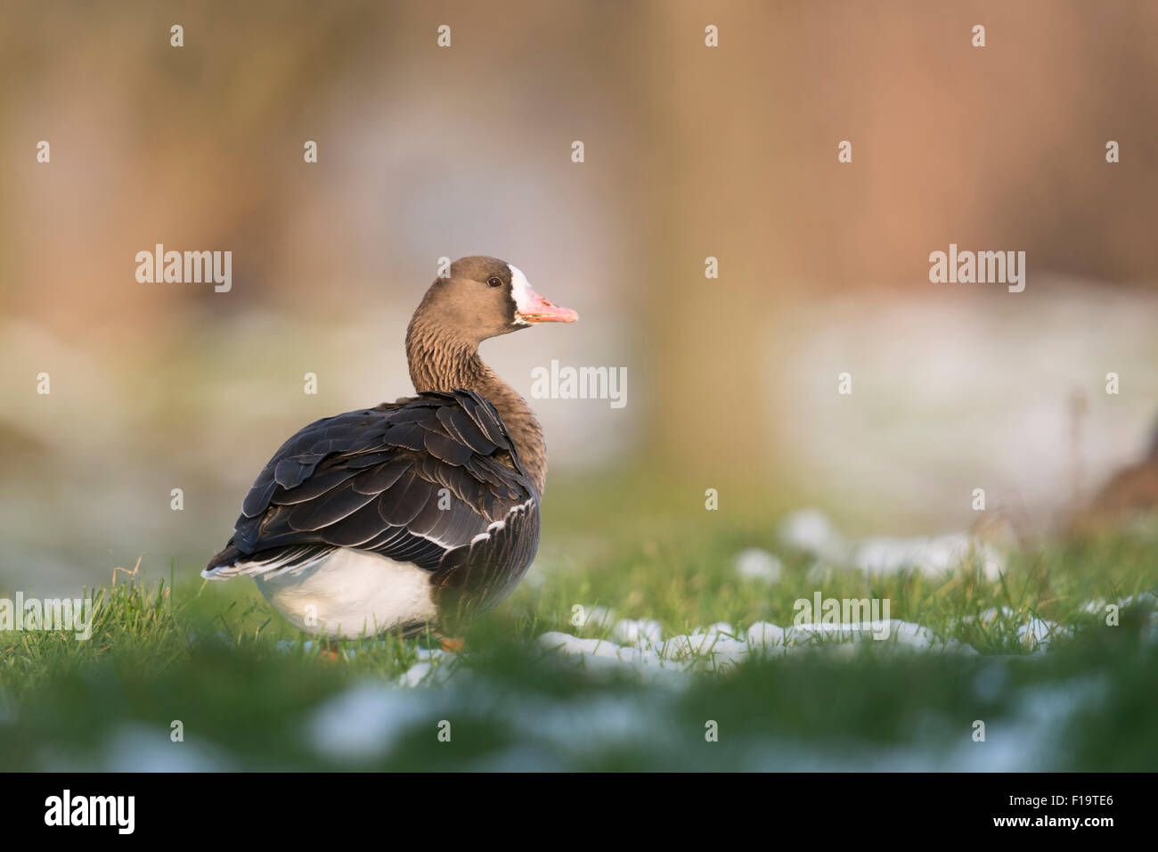 Anser albifrons / Bianco-fronteggiata Goose / artico / d'oca Blessgans trascorre l'inverno su un prato a Basso Reno / Germania. Foto Stock