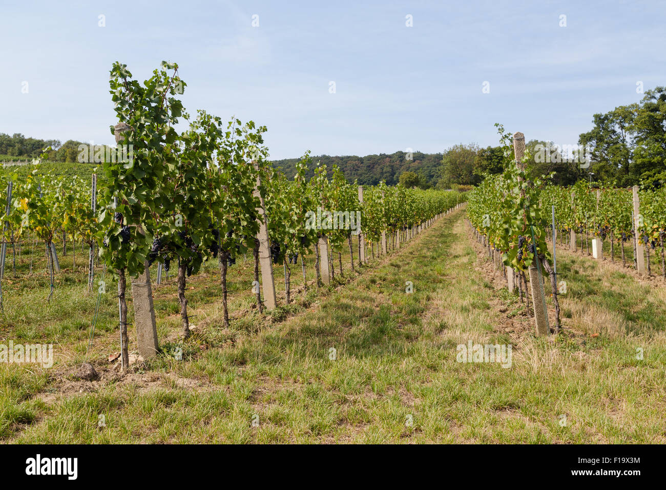 Vino di piantagioni di uva in una vigna durante il giorno. Foto Stock