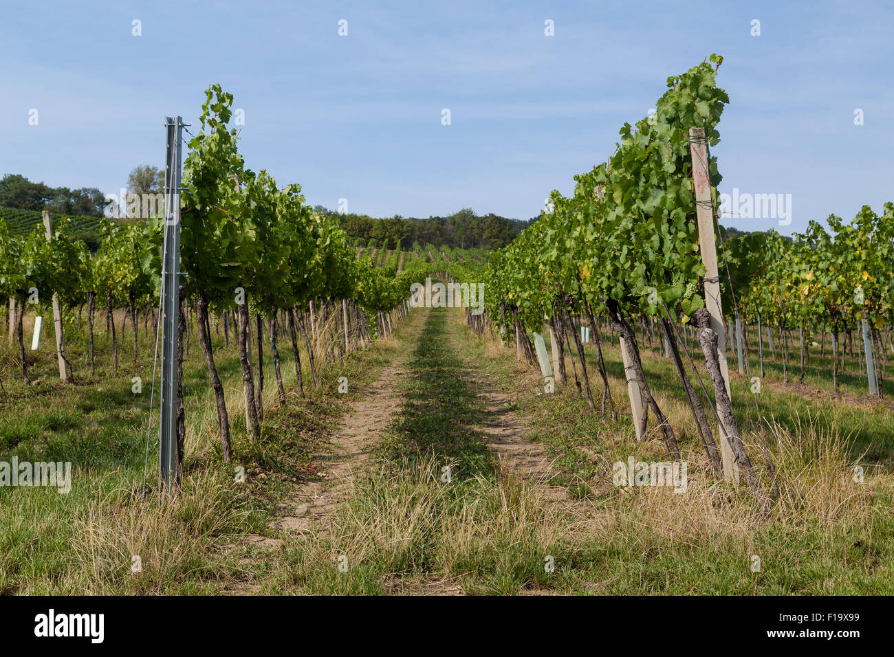 Vino di piantagioni di uva in una vigna durante il giorno. Foto Stock