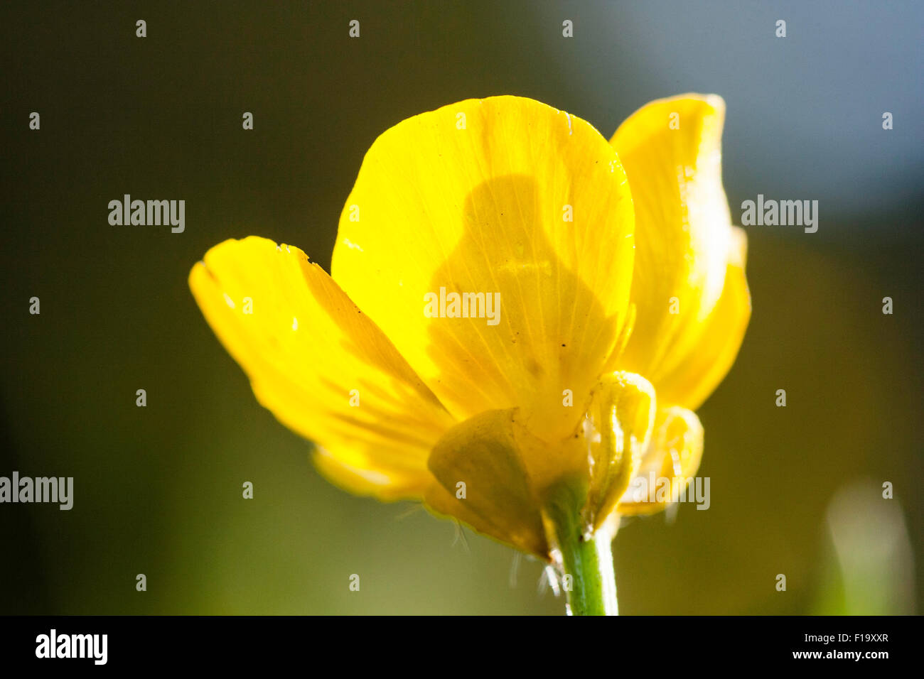 Inghilterra, giallo wild-fiore, Ranuncolo strisciante, 'Ranunculus repens', veduta laterale a livello con fiore, sfondo non focalizzato. Retroilluminati da luce solare. Foto Stock