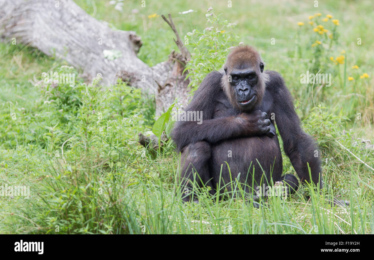 Adulto gorilla appoggiato nell'erba verde Foto Stock