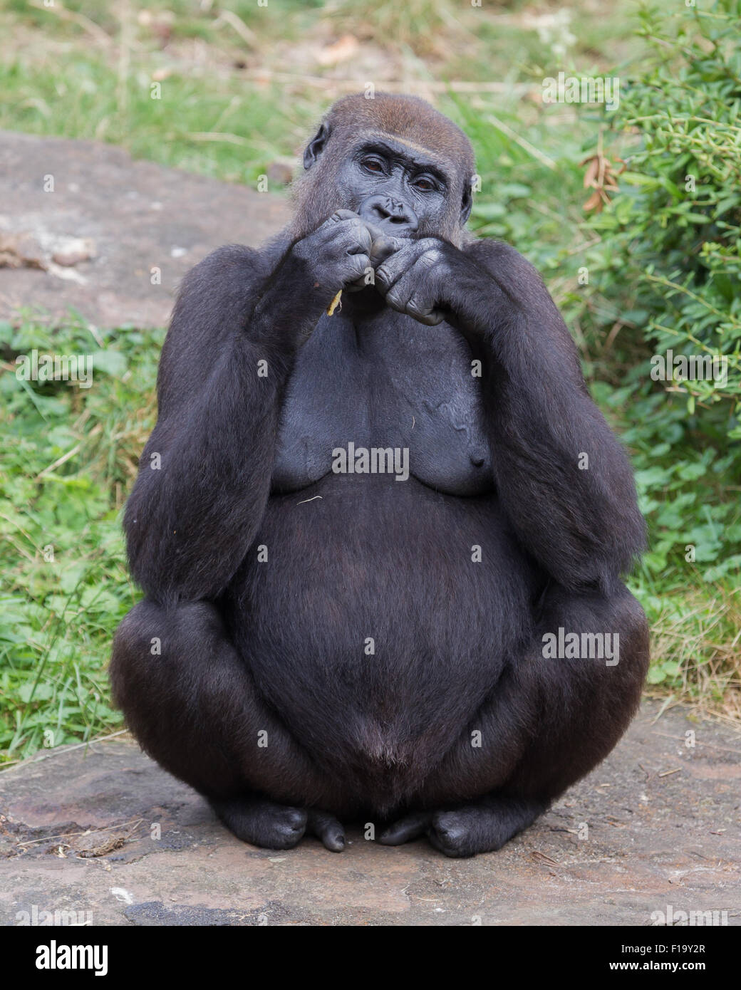 Adulto gorilla di mangiare un pezzo di frutta Foto Stock