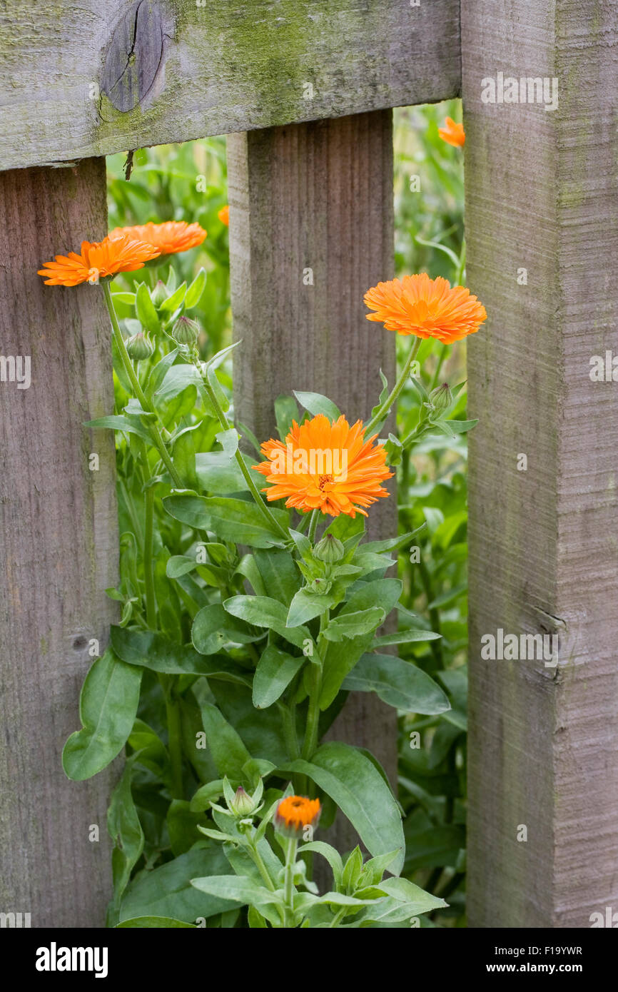Calendula officinalis. Inglese fiori di tagete inserimenti attraverso un giardino recinto. Foto Stock