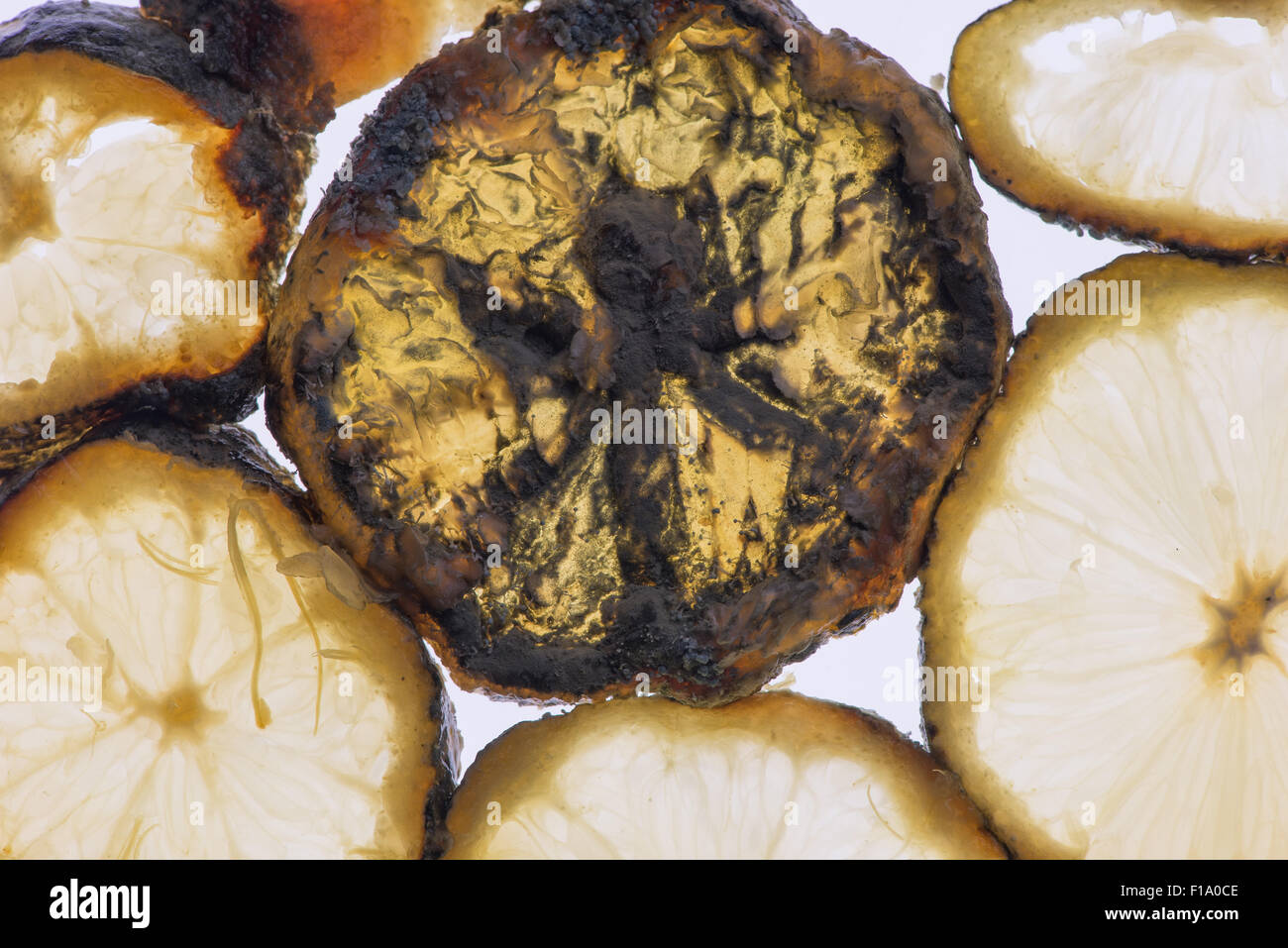 Frutta limone sezione fetta fette isolata contro sfondo bianco che mostra segni di decadimento funghi hyphae penicillina Foto Stock