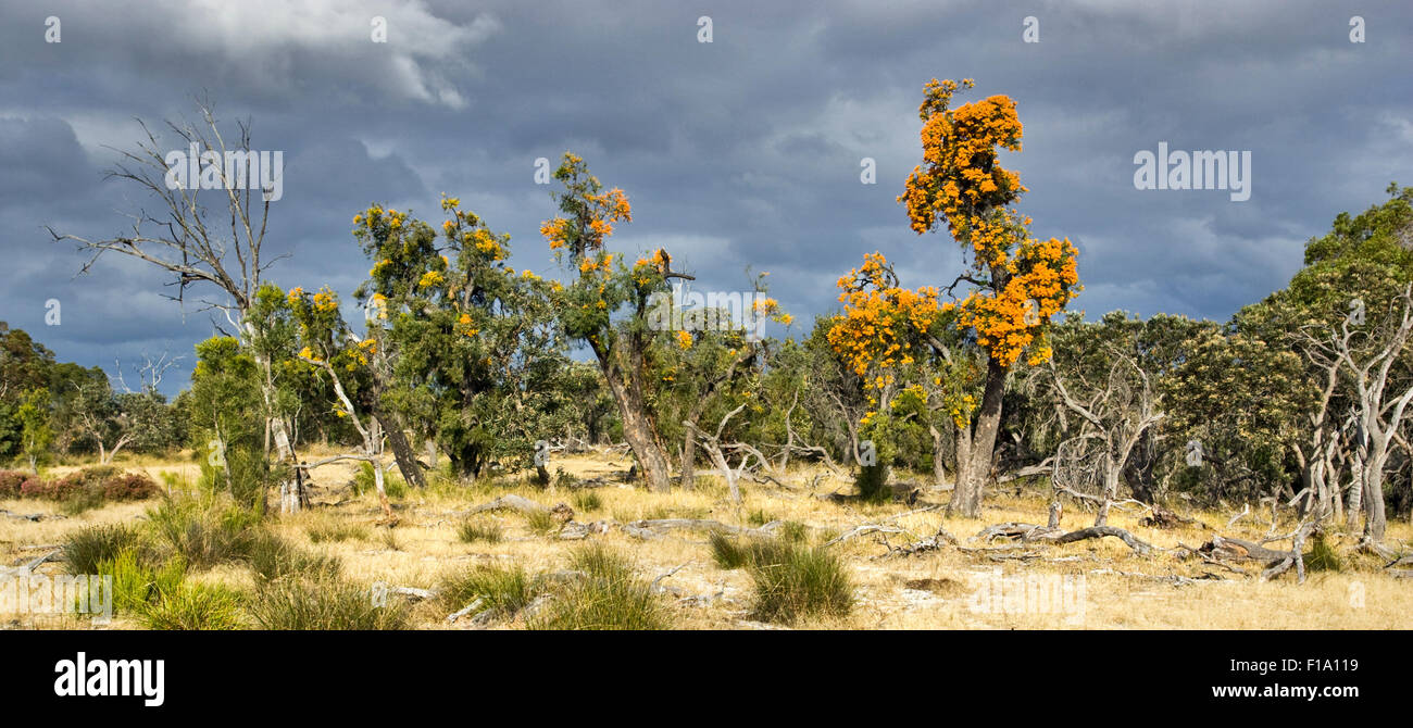 Australian Alberi di Natale ( Nuytsia floribunda ) crescendo in West Australian Bush terreno vicino a Perth. AKA vischio nativo Foto Stock