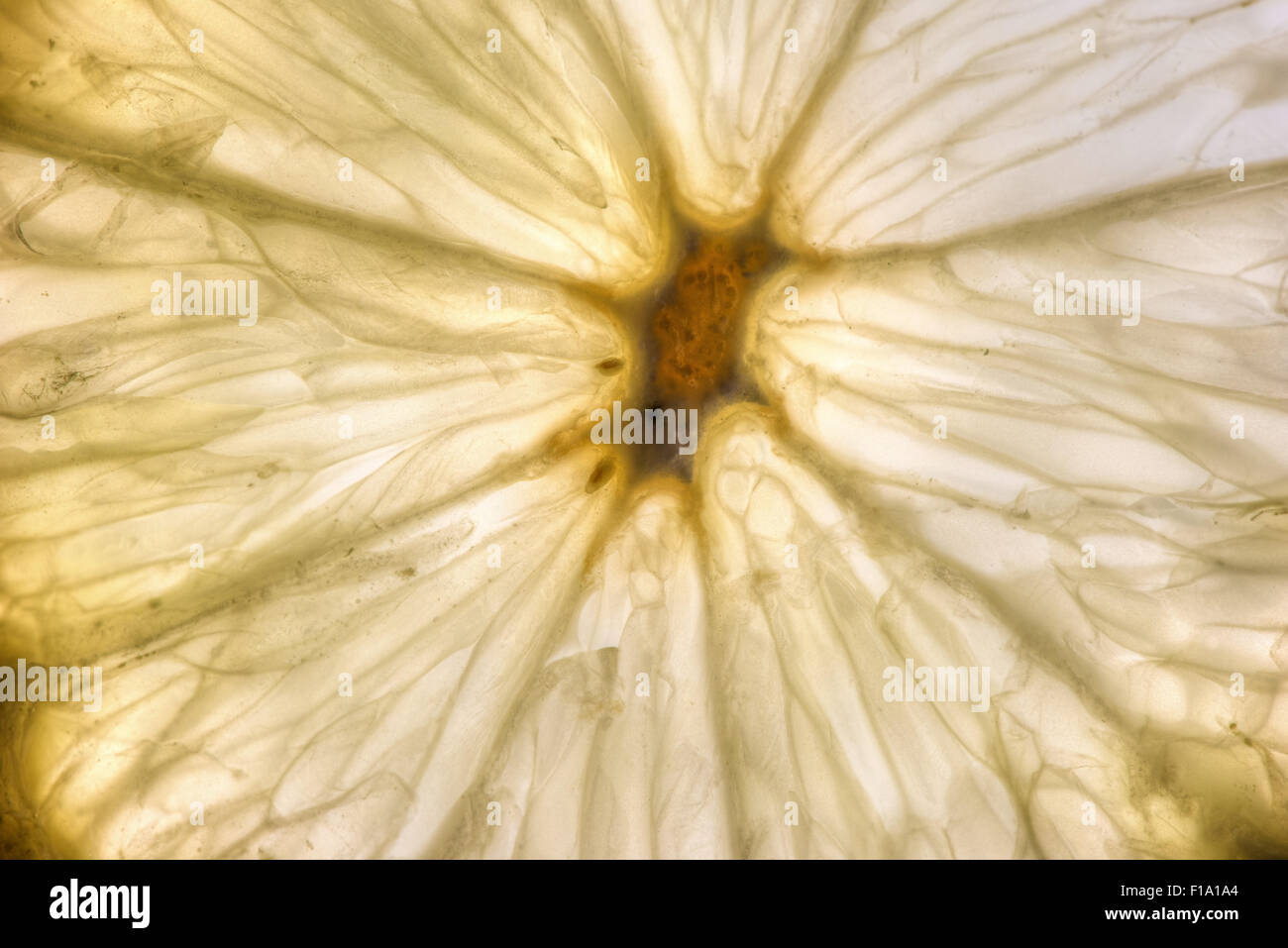 Frutta limone sezione fetta fette isolata contro sfondo bianco che mostra segni di decadimento funghi hyphae penicillina Foto Stock