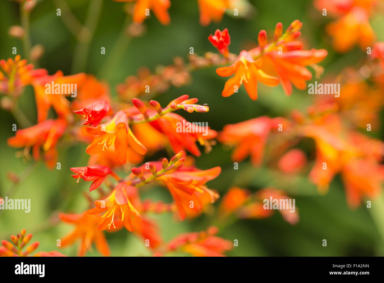 Crocosmia genere Iridaceae coppertips stelle cadenti montbretia arancio brillante fiori contro verde sottili foglie di lama Foto Stock
