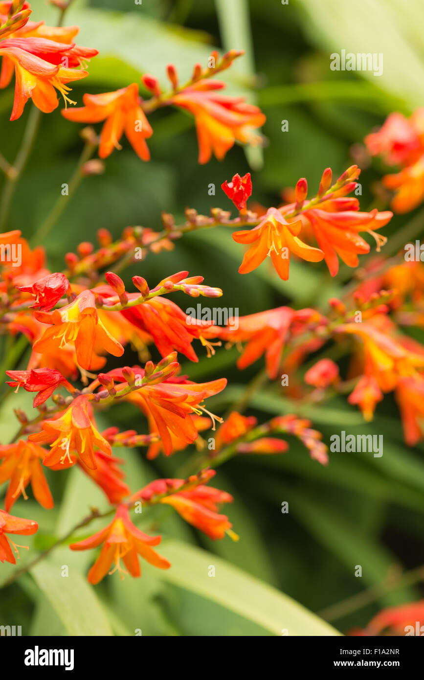 Crocosmia genere Iridaceae coppertips stelle cadenti montbretia arancio brillante fiori contro verde sottili foglie di lama Foto Stock